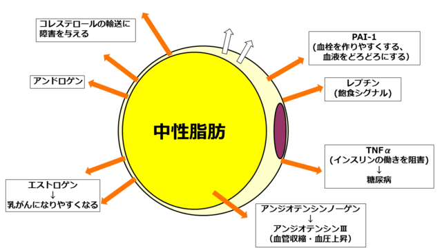 図：膨らんだ内臓脂肪から様々な物質が放出することを示すイラスト。