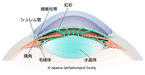 図1：房水の循環を示す図。