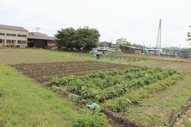 写真1：ソーシャルファームたんぽぽ自然農園にて、野菜が栽培されている様子を表す写真。