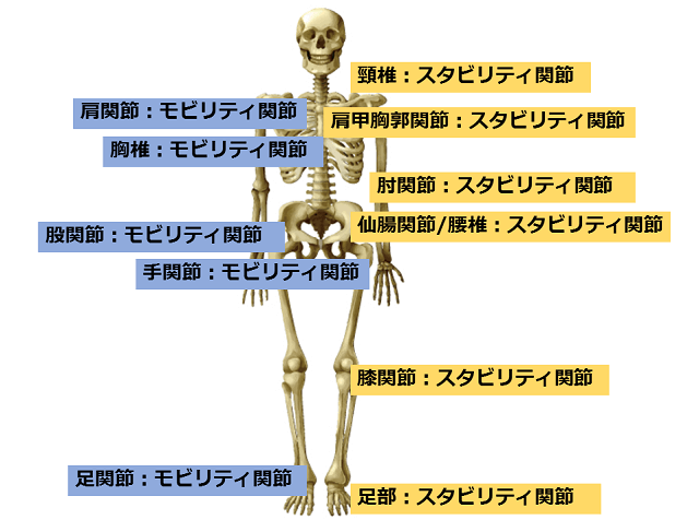 図1：モビリティ関節とスタビリティ関節を示す模式図