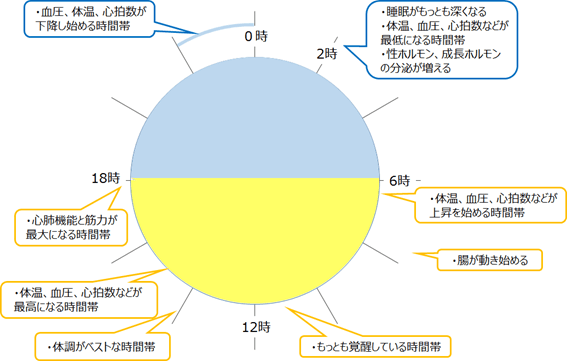 図1：生体機能の日内変動を表した図。約24時間周期で変動する生理現象を示す