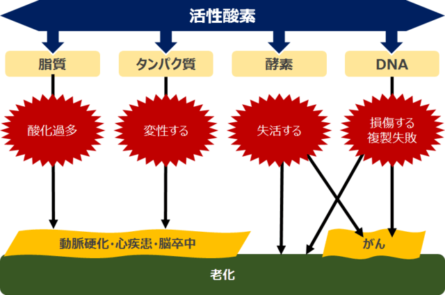 図：活性酸素の老化への影響を示す図。