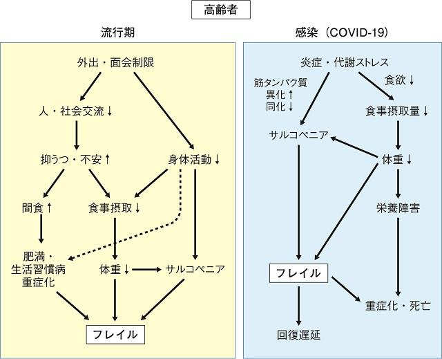 図：covid-19が引き起こす栄養障害を示す図。罹患した場合とその流行期における栄養を中心に考えた流れをあらわす。