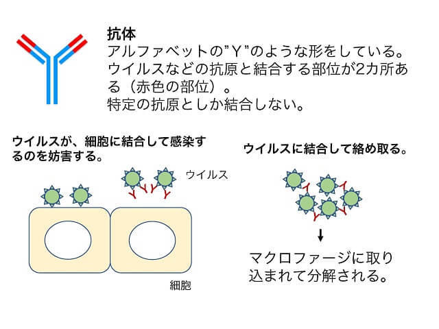 図2：B細胞が作り出す抗体の仕組みと働きを表すイラスト